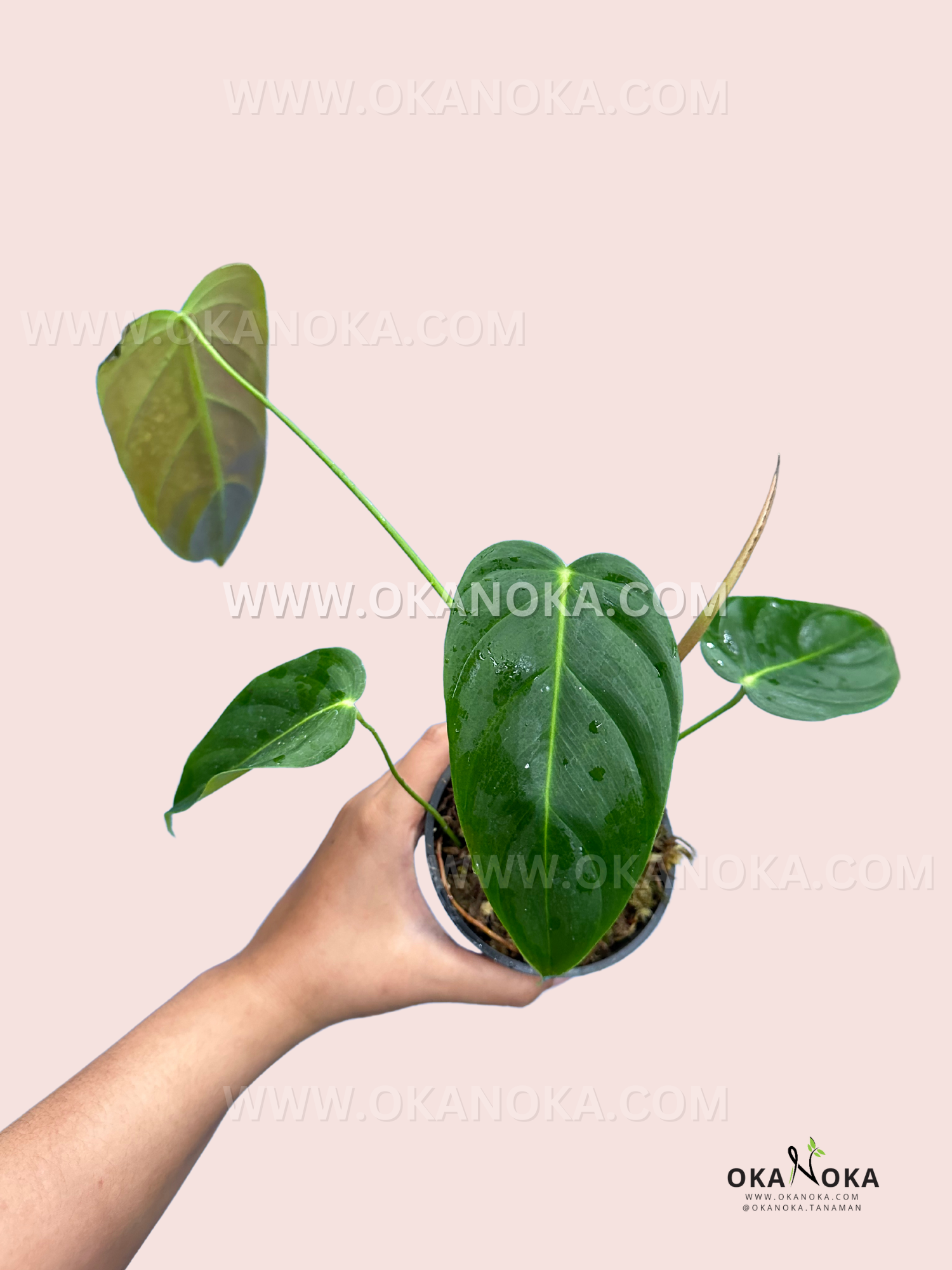 A small-sized Philodendron Esmeraldense with elongated, deep green, glossy leaves in a pot.