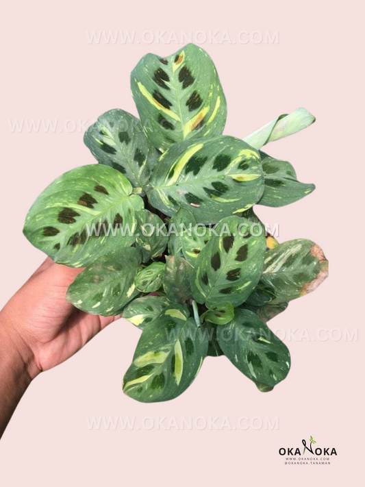 Hand holding Philodendron Fibraecataphyllum highlighting the trailing growth.