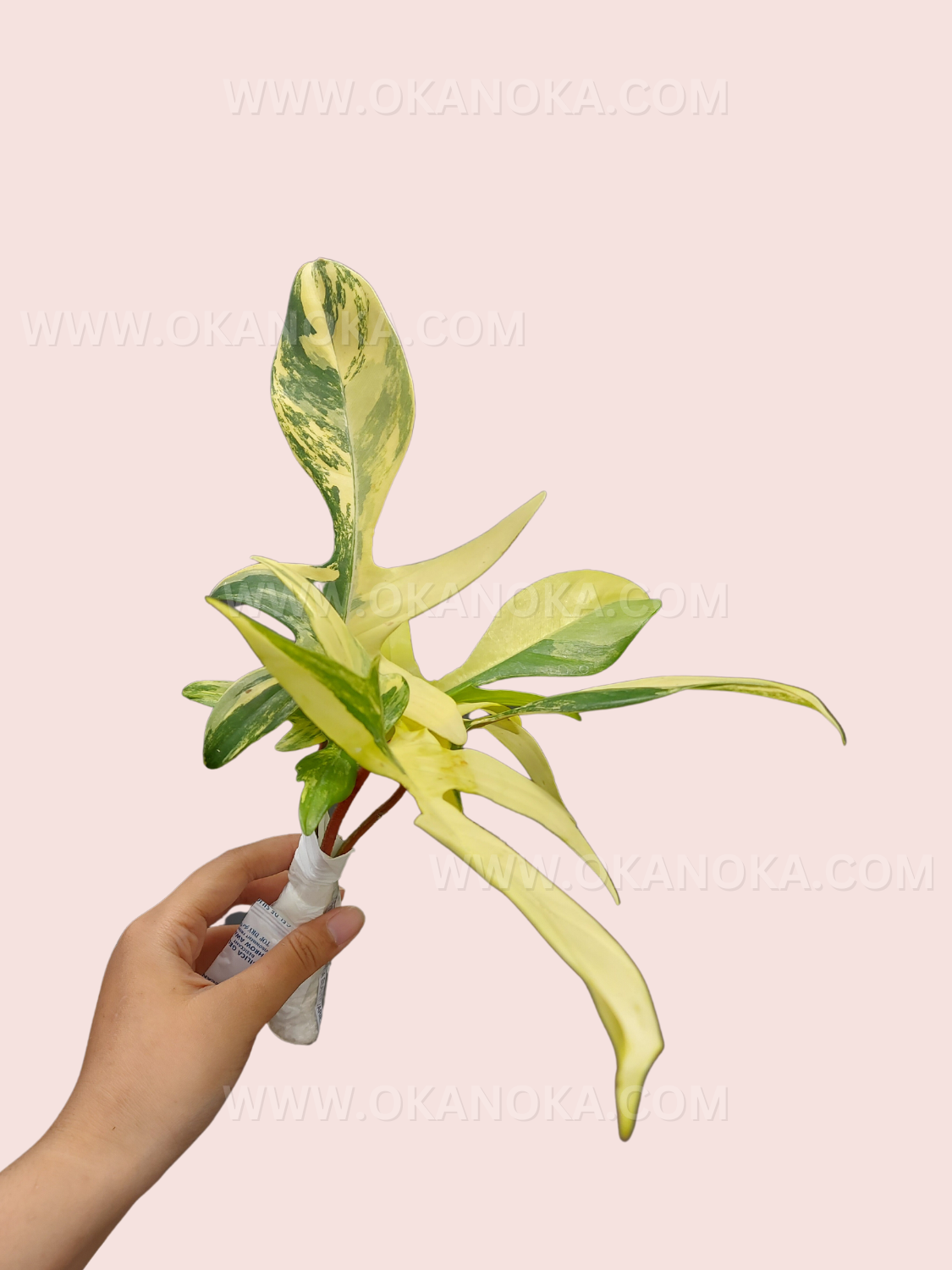 Top view of Philodendron Florida Beauty Medium Size showing variegation patterns on leaves.