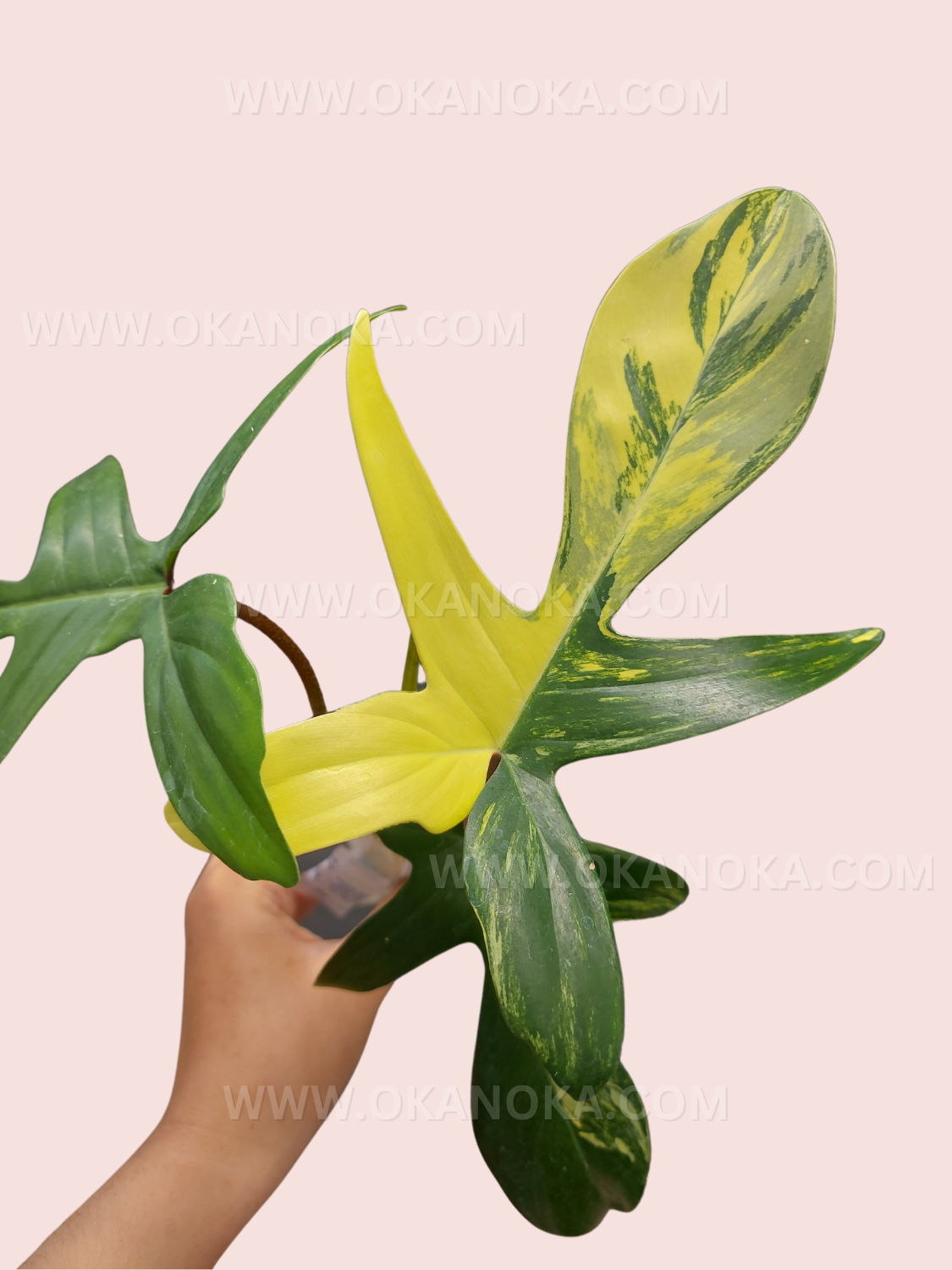 Close-up of Philodendron Florida Beauty Medium Size leaf detail with cream and green colors.
