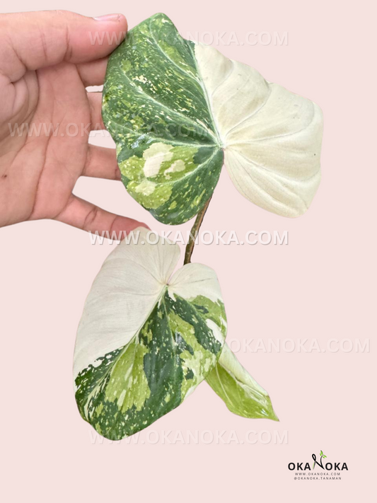 Close-up of Philodendron Gloriosum Variegated leaves with striking white and green marbled patterns.