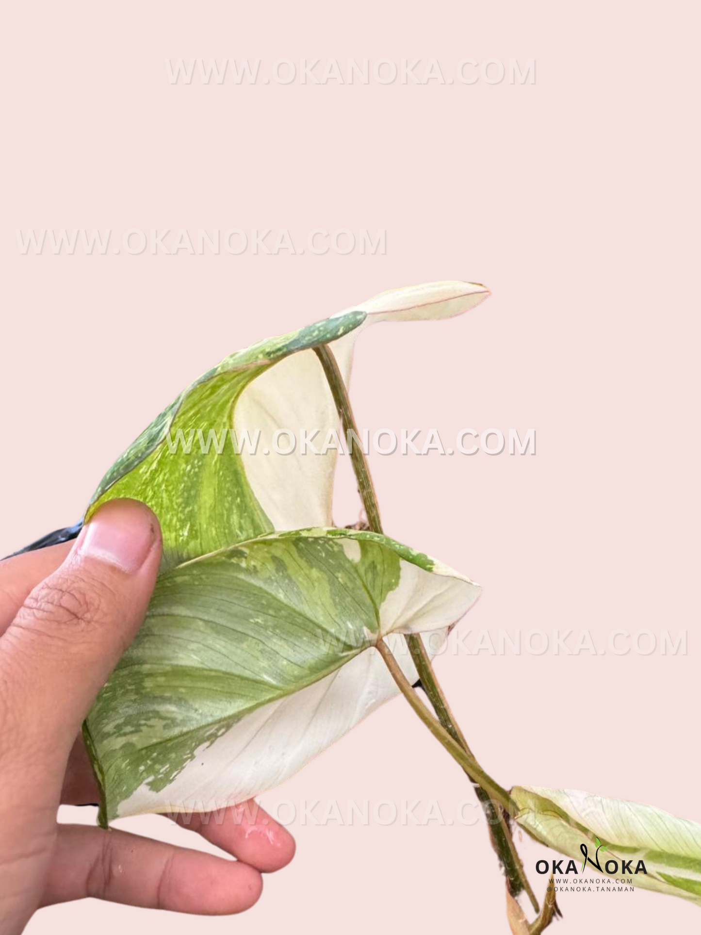 philodendron gloriosum variegated for sale Philodendron Gloriosum Variegated – Okanoka