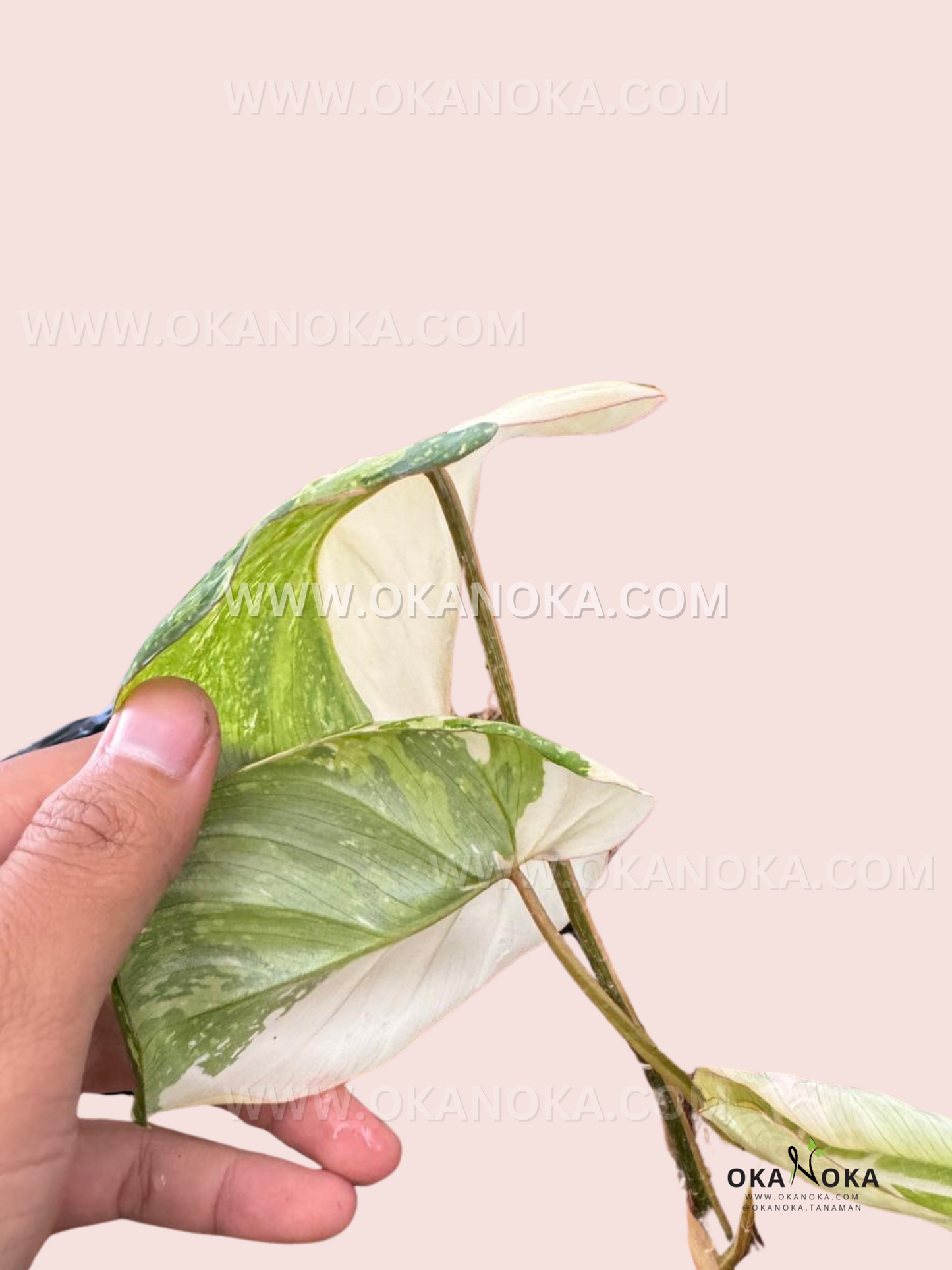 Side view of Philodendron Gloriosum Variegated foliage, highlighting its velvety texture and unique coloration.