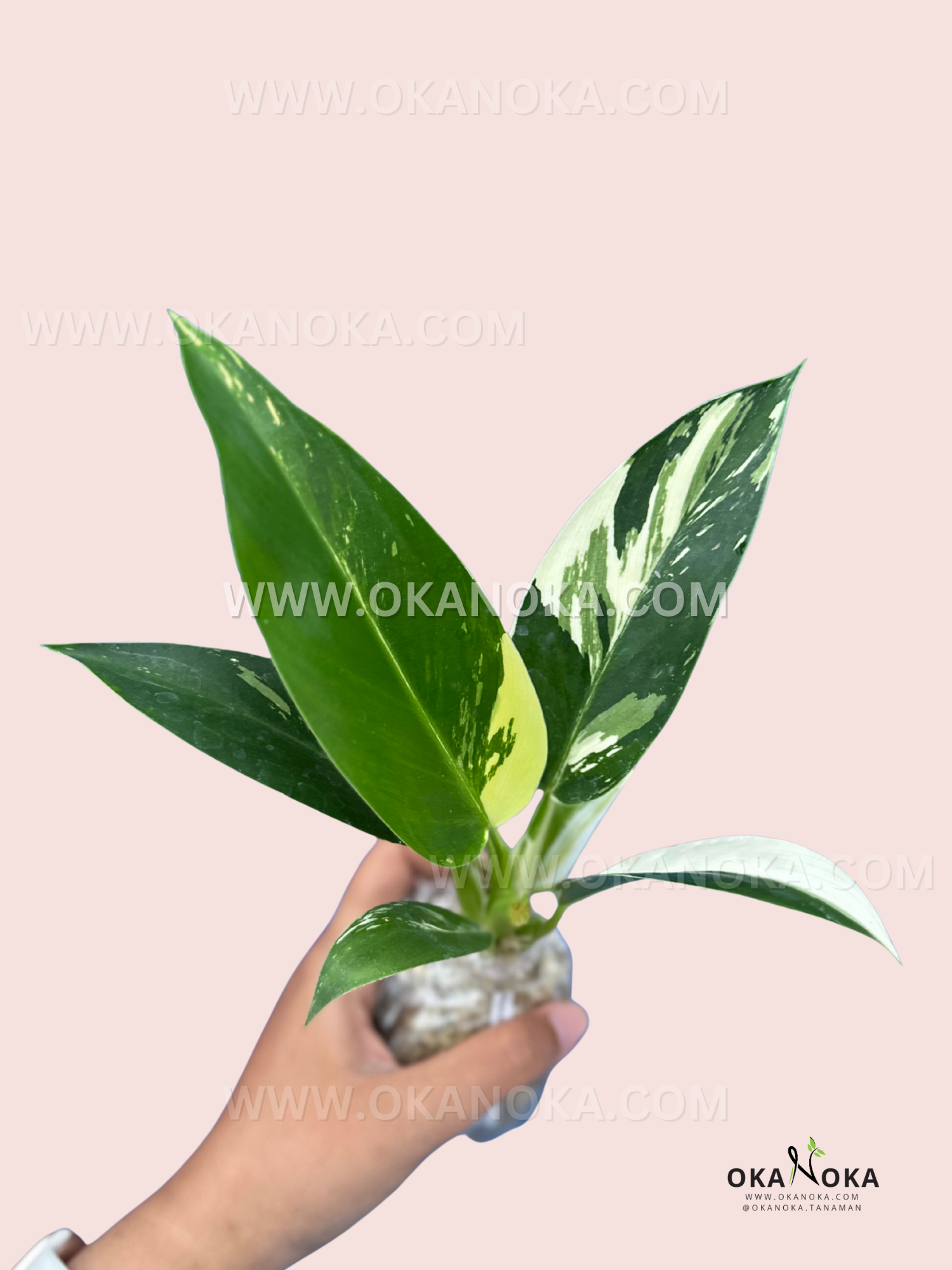 Front view of Green Congo Albo showing a large cream splash near the midrib and marbled variegation, plant held above a moss-wrapped root ball.