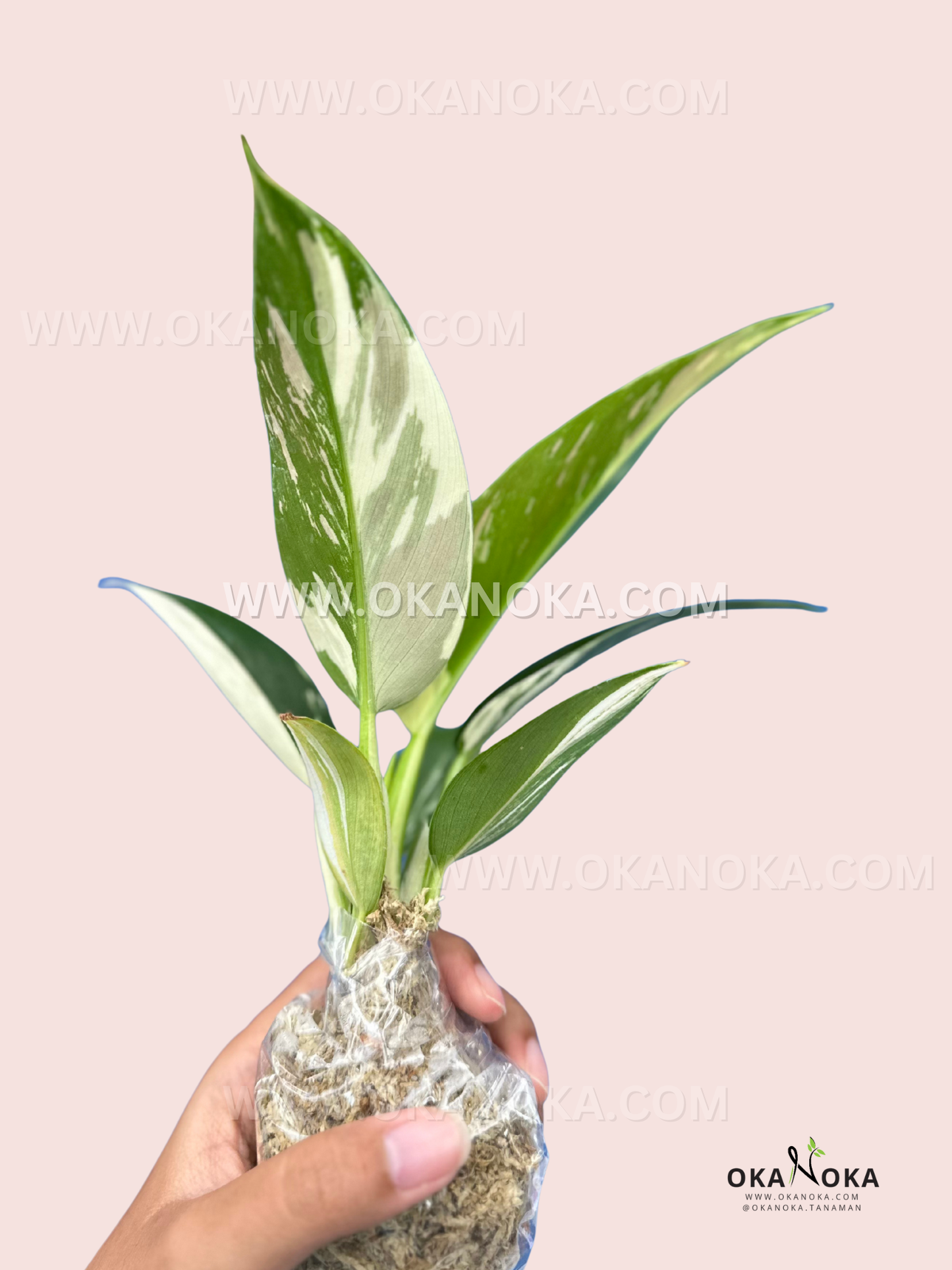 Side angle of a young Green Congo Albo Variegated with three patterned leaves and a sphagnum-wrapped root base on a pale backdrop.