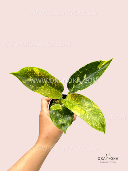 Close-up of Philodendron Green Congo Nuclear Galaxy showing vibrant variegated leaves with light green speckles on deep green foliage.