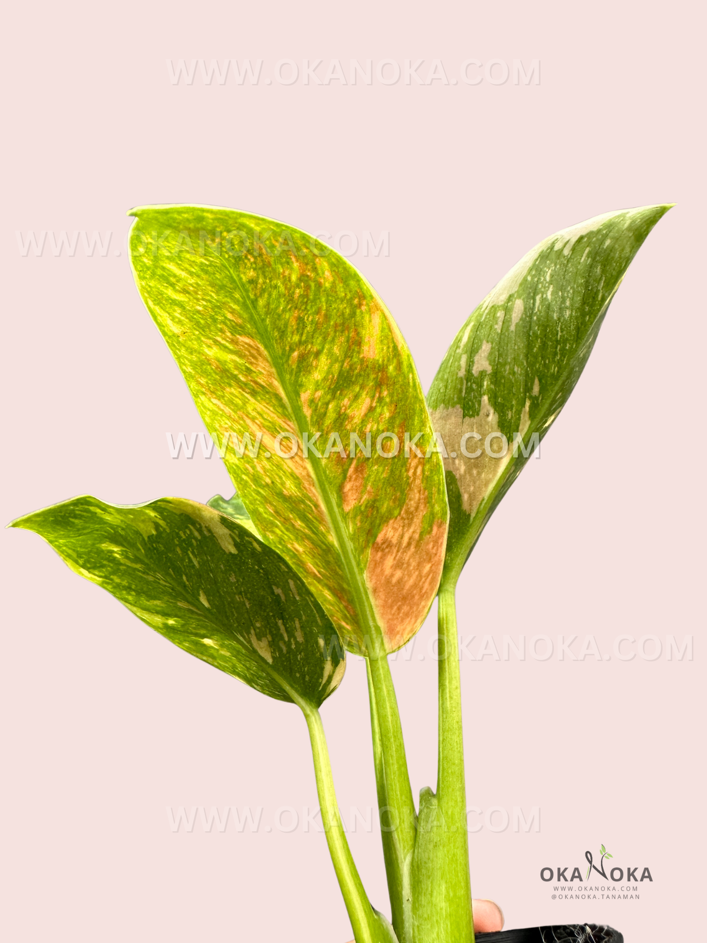 Detailed look at the variegation on Philodendron Green Congo Nuclear Galaxy leaves with light green streaks and speckles.
