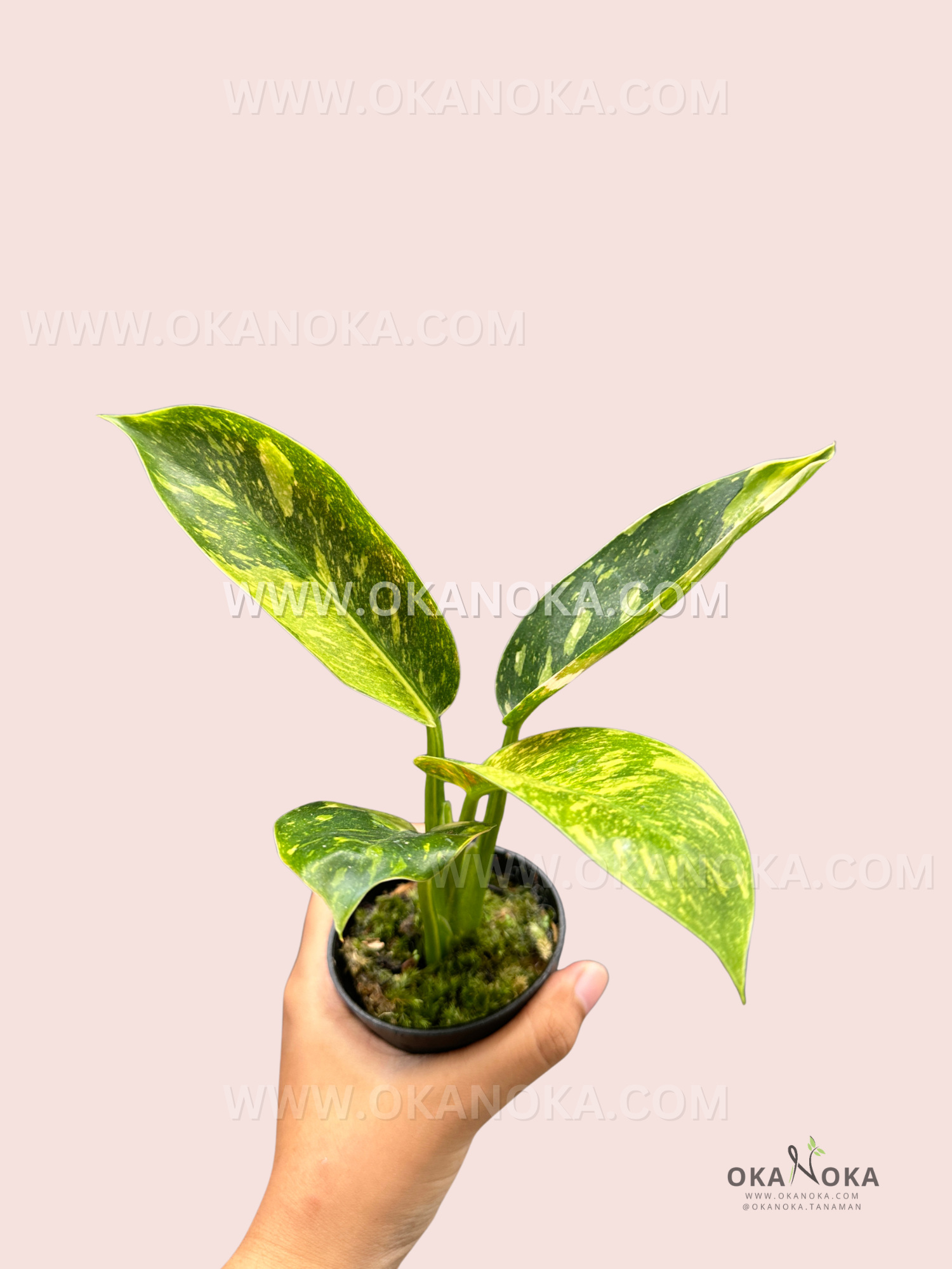 Top view of small Philodendron Green Congo Nuclear Galaxy with glossy heart-shaped leaves and distinct variegation patterns.