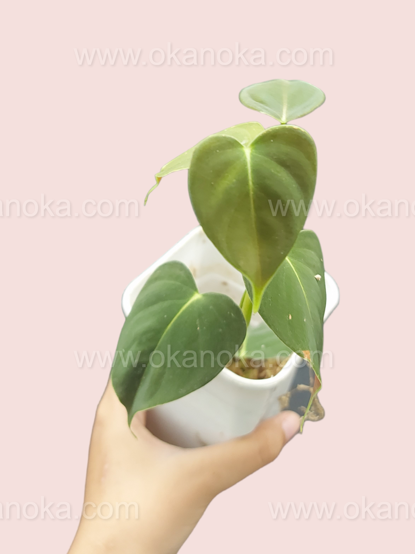 Philodendron Lupinum live plant showing elongated heart-shaped green leaves in a white pot held by hand.