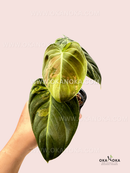 Hand holding a young Philodendron Melanochrysum Variegated plant in a black pot