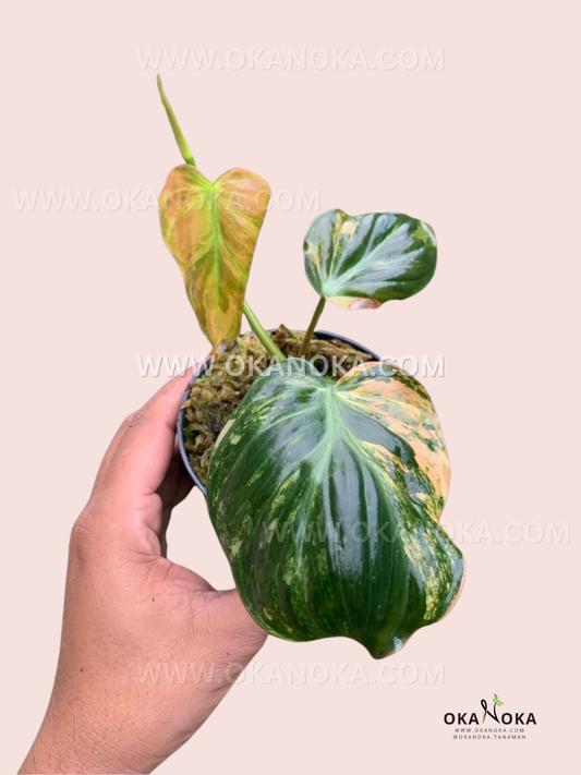 Hand holding Philodendron Micans Variegated in a small pot, showing velvety green leaves with cream and pale green variegation against a soft pastel background.