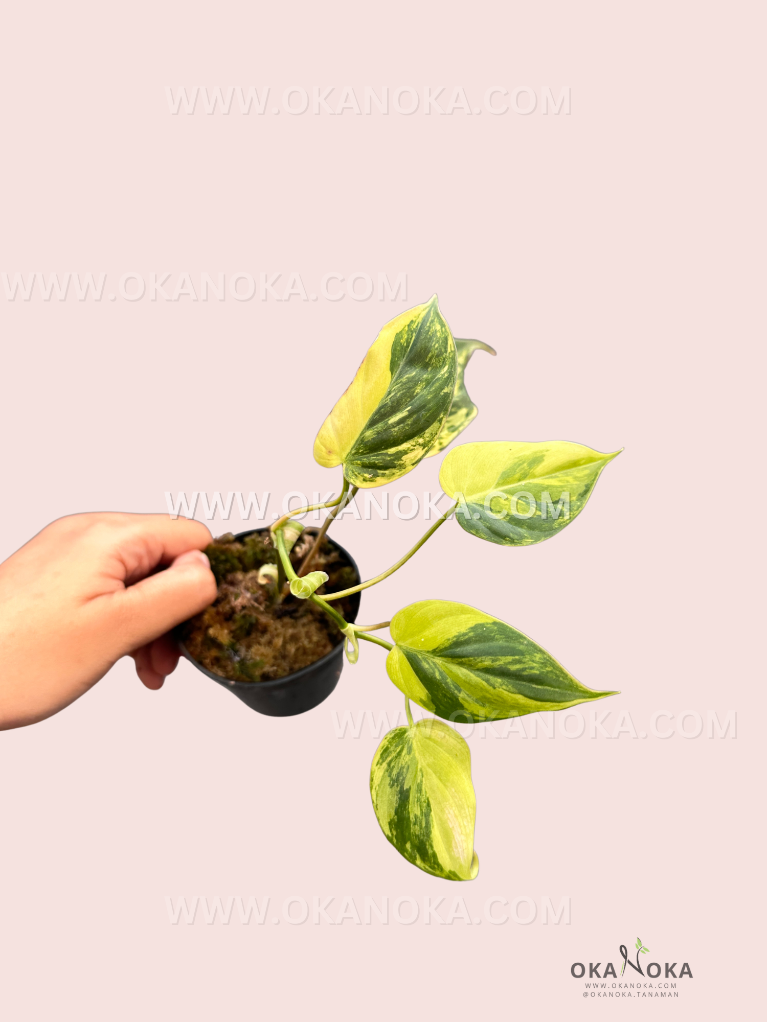 Hand holding the Philodendron Micans Variegated, displaying leaf texture and natural variegation patterns.