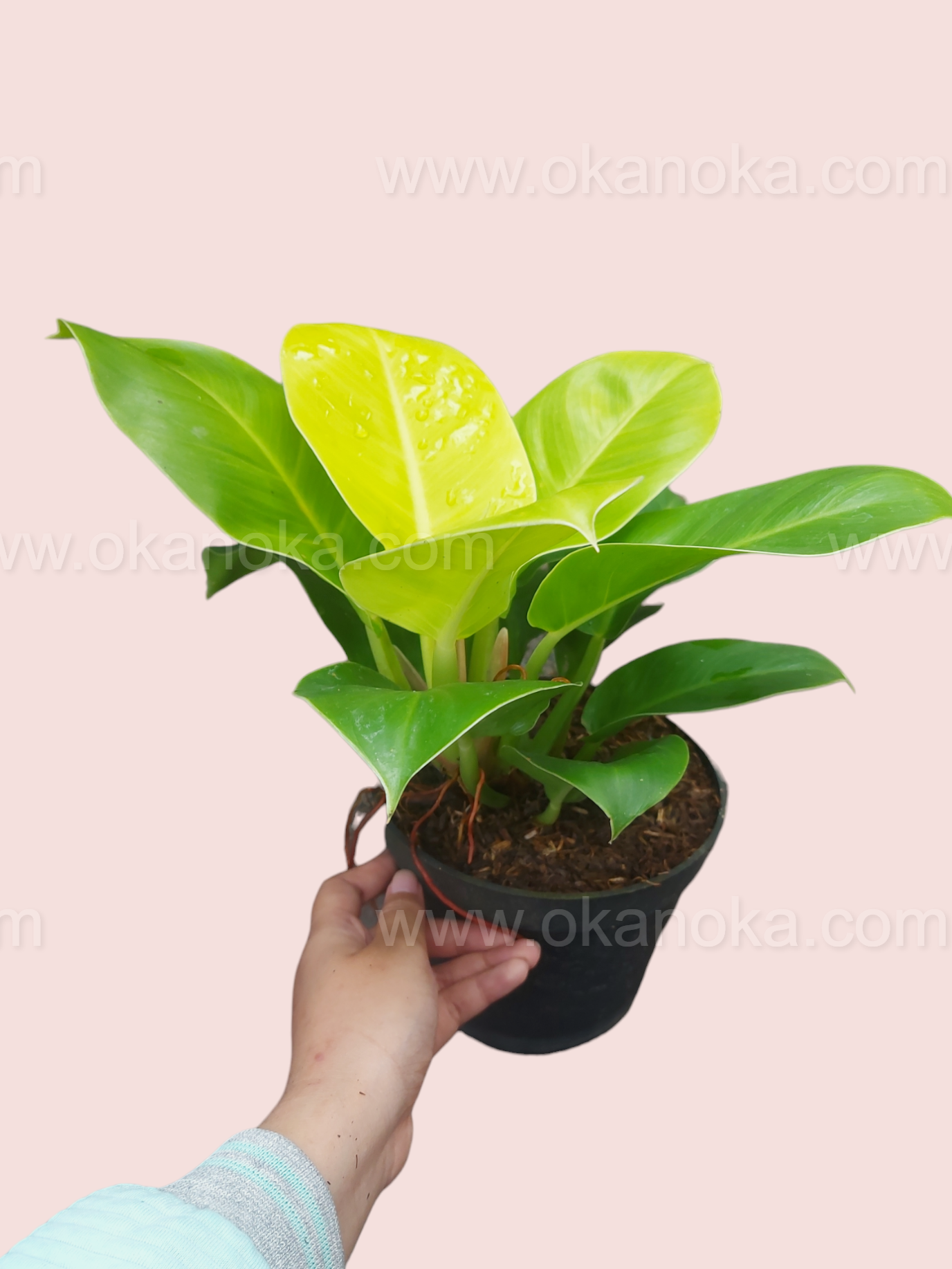 Top view of Philodendron Moonlight highlighting bright, glossy leaves in sunlight.
