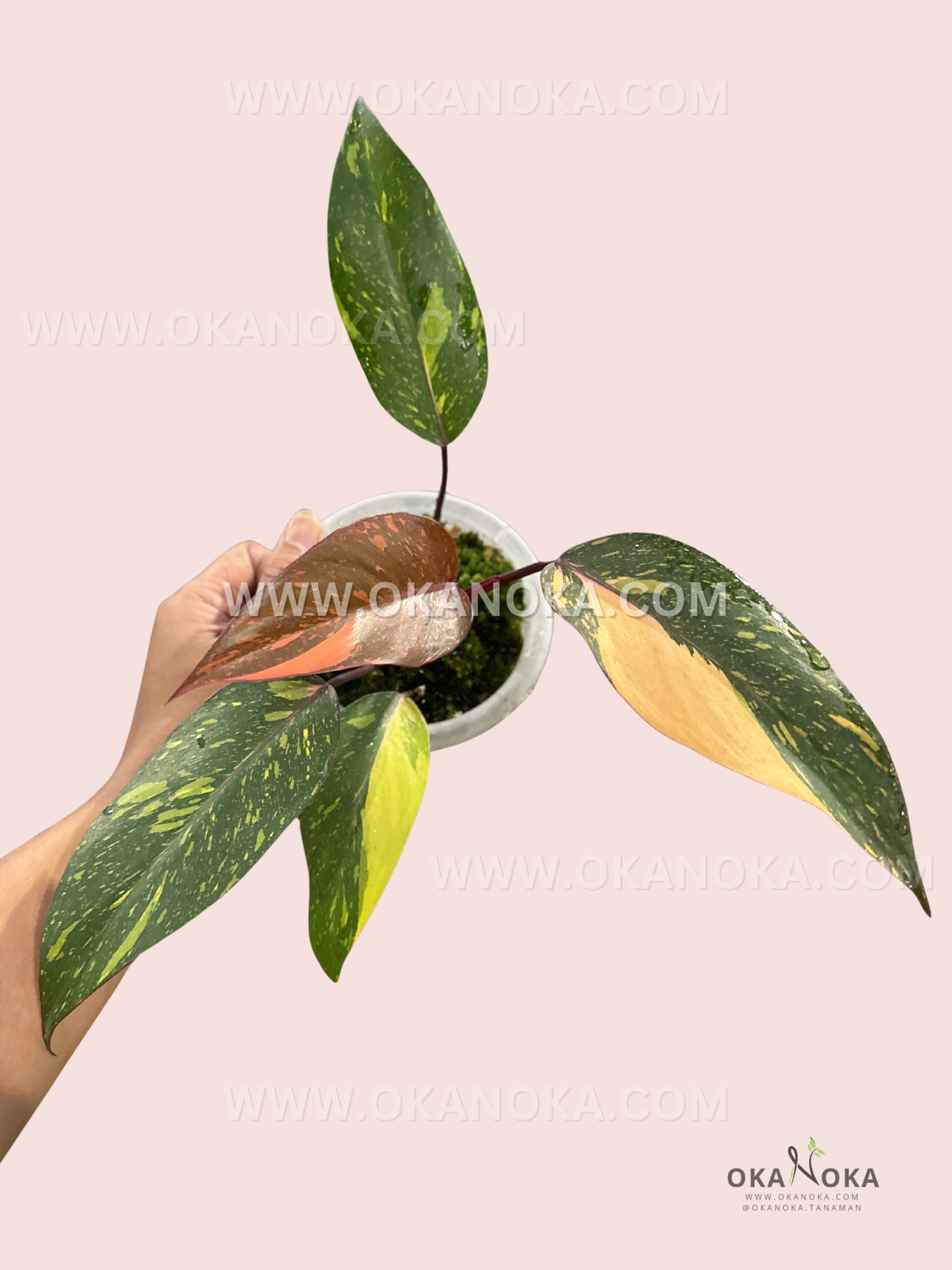 Hand holding Philodendron Orange Princess with variegated green, orange, and pink foliage, indoor setting.