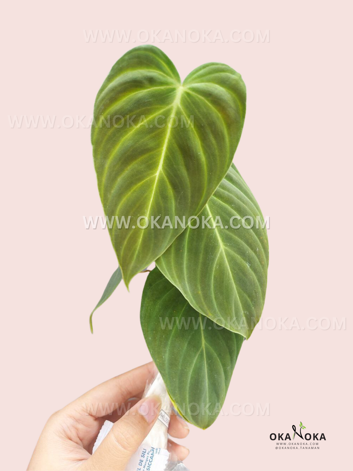 Healthy Philodendron Splendid held in hand, showcasing lush tropical leaves.