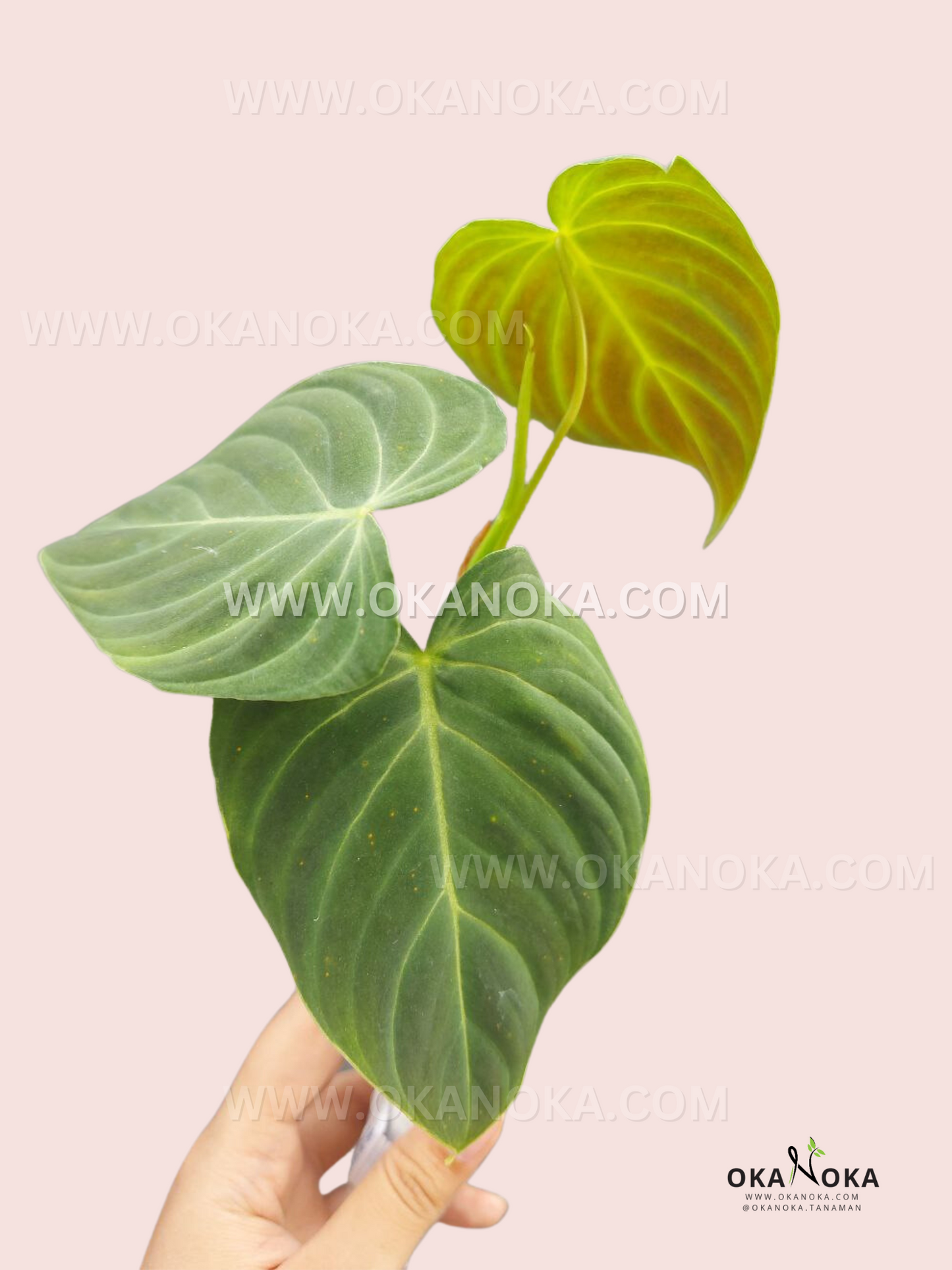 Close-up view of Philodendron Splendid leaves showing variegated green heart-shaped foliage.