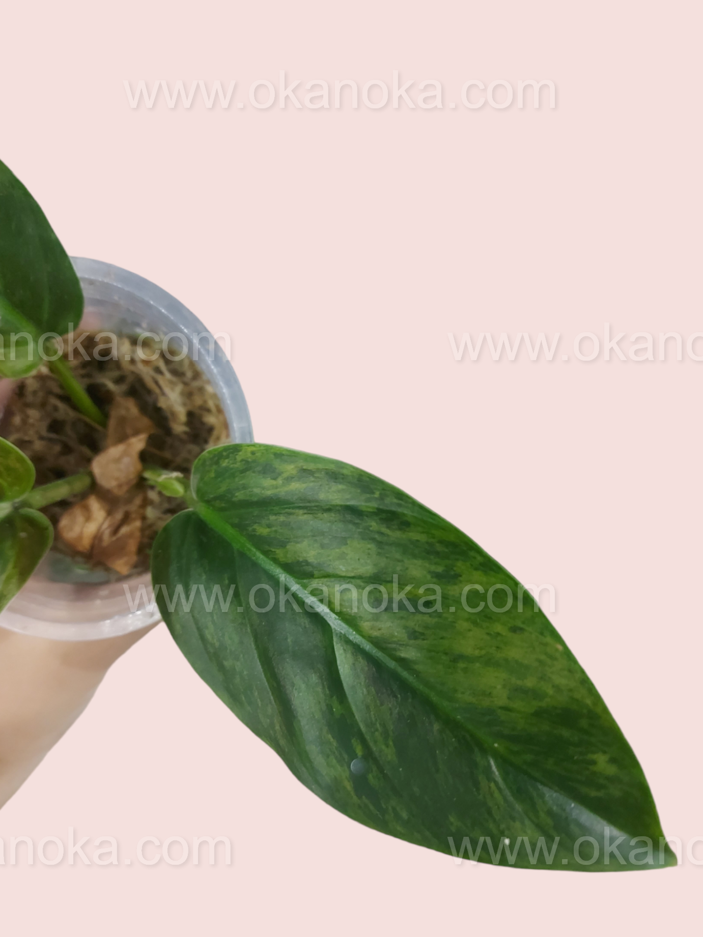 Top view of Philodendron Subhastatum Variegated highlighting compact small size.