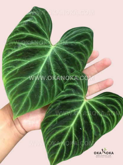 philodendron verrucosum x melanochrysum Philodendron Verrucosum – Okanoka