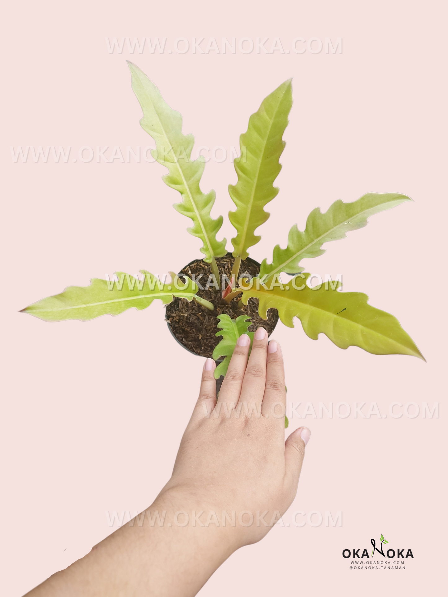 Philodendron Golden Sav