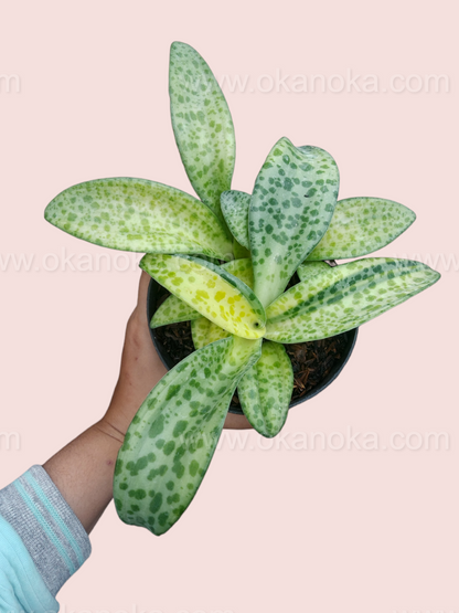 Drimiopsis Kirkii Giant Squill Variegated