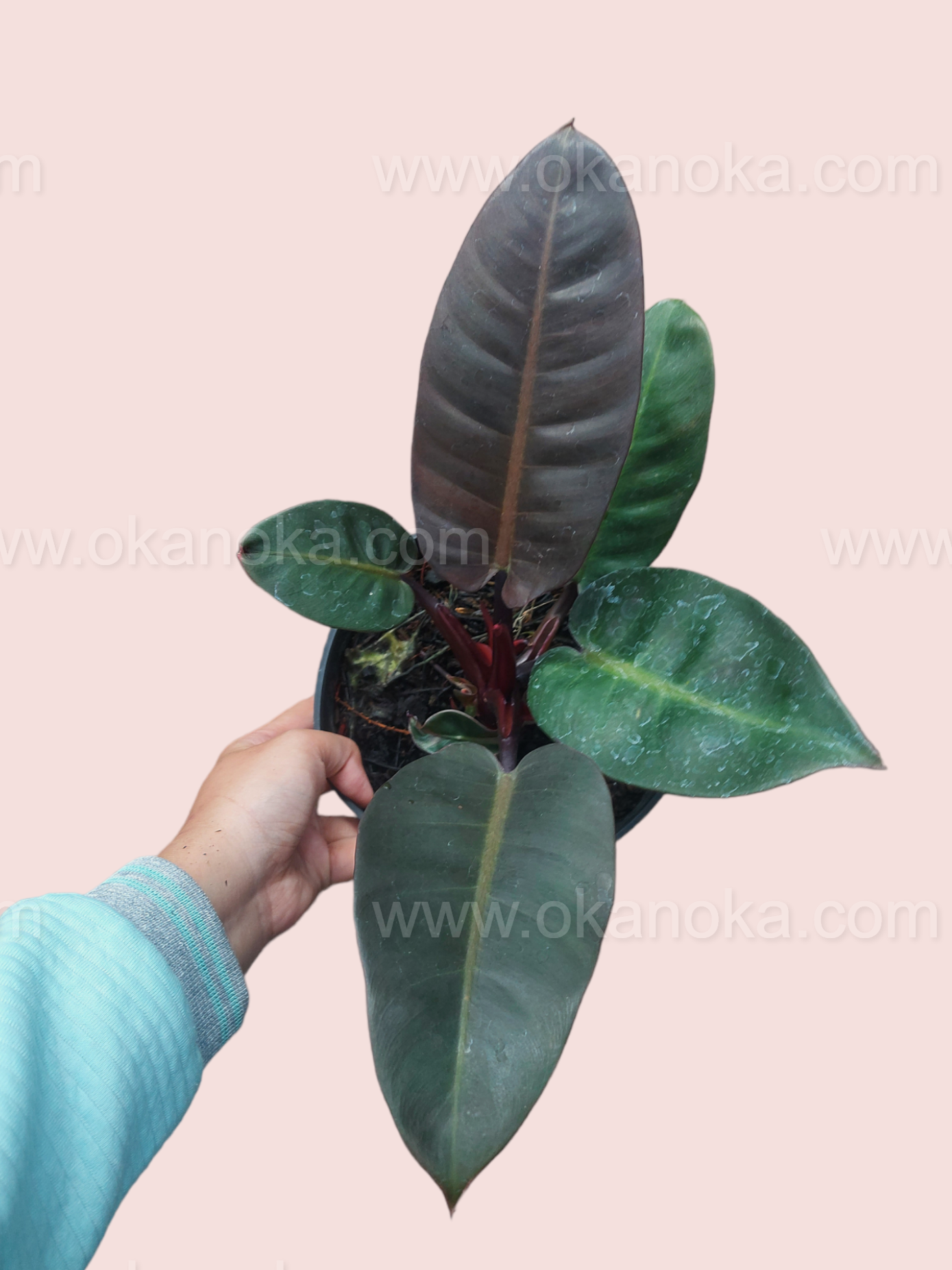 philodendron cardinal Philodendron Black Cardinal – Okanoka