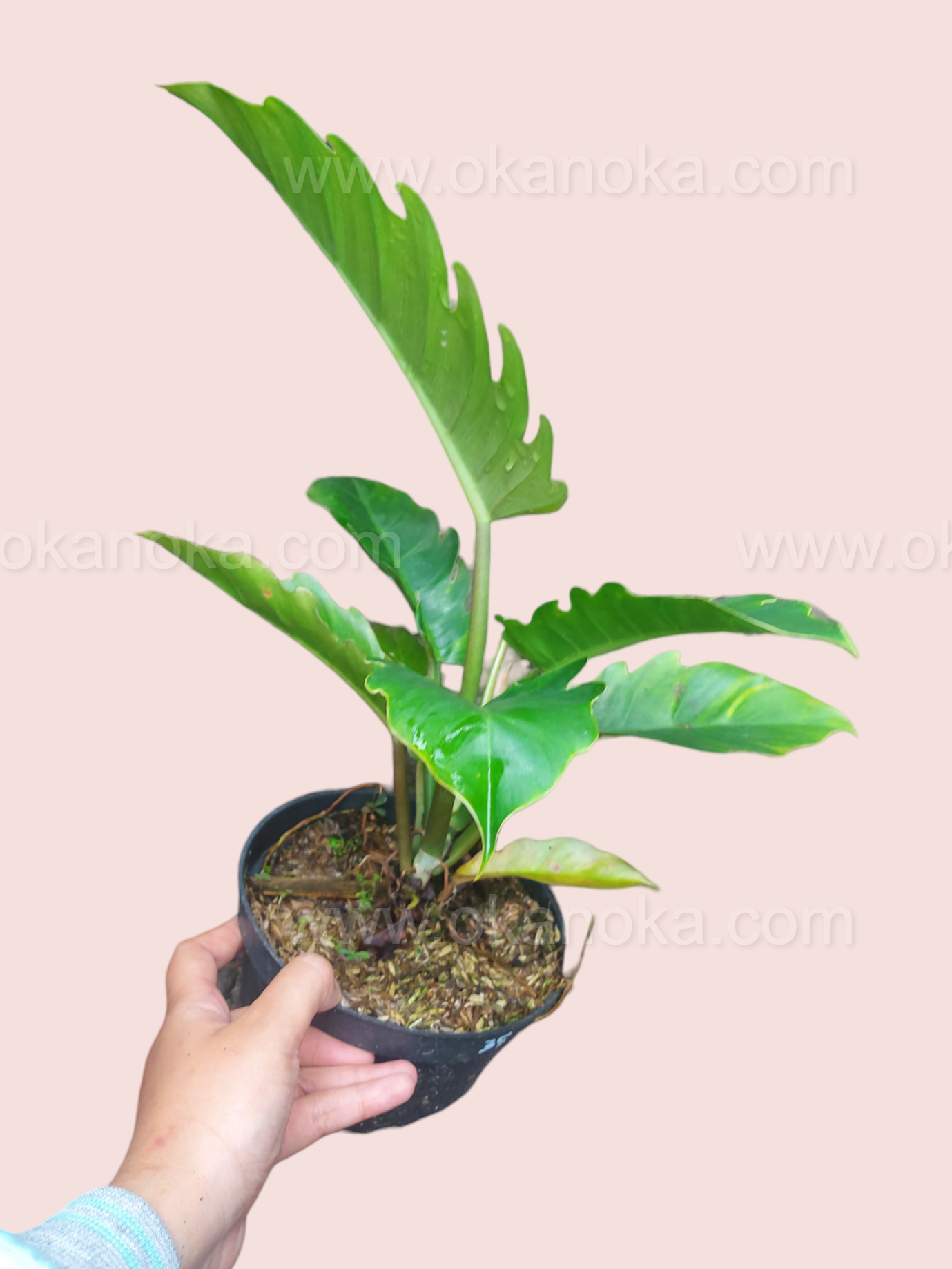 philodendron sawtooth Philodendron Green Saw – Okanoka