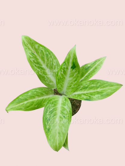 Aglaonema Sundrop