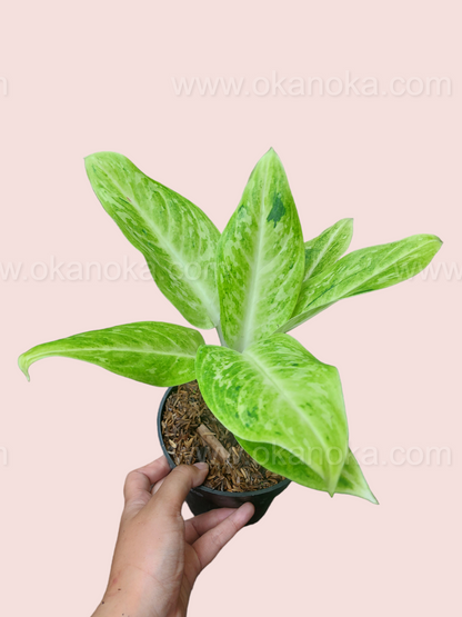 Aglaonema Sundrop