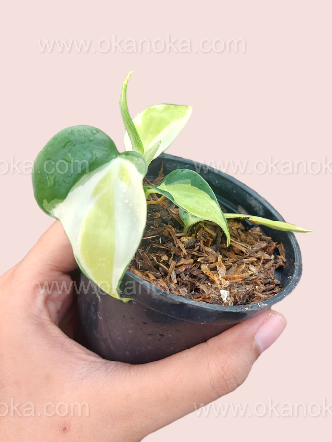 philodendron cream splash australia Philodendron hederaceum 'Cream Splash'