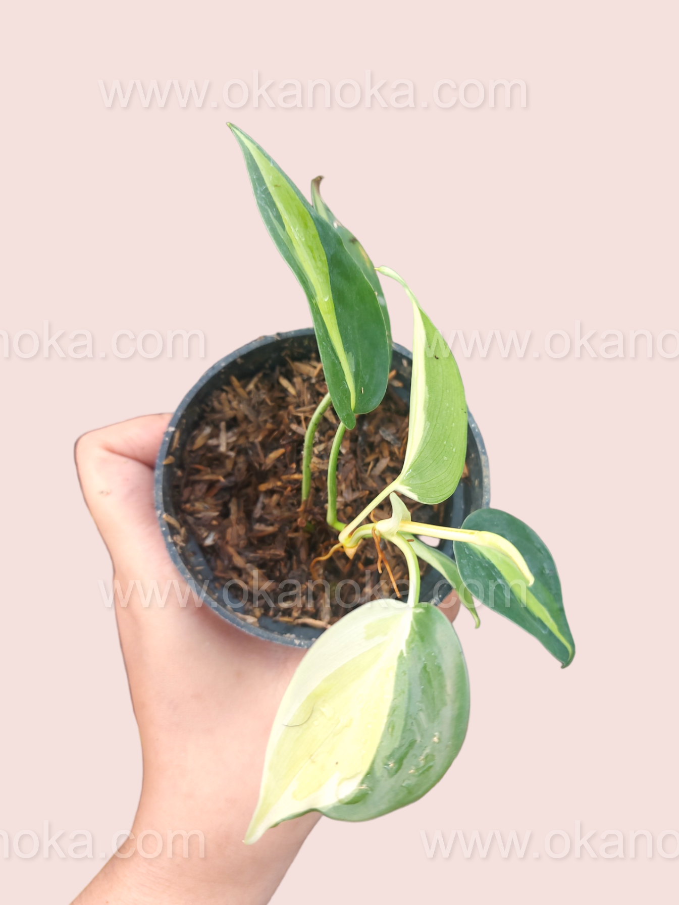 philodendron splash Philodendron hederaceum 'Cream Splash'