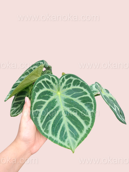 Anthurium Dorayaki