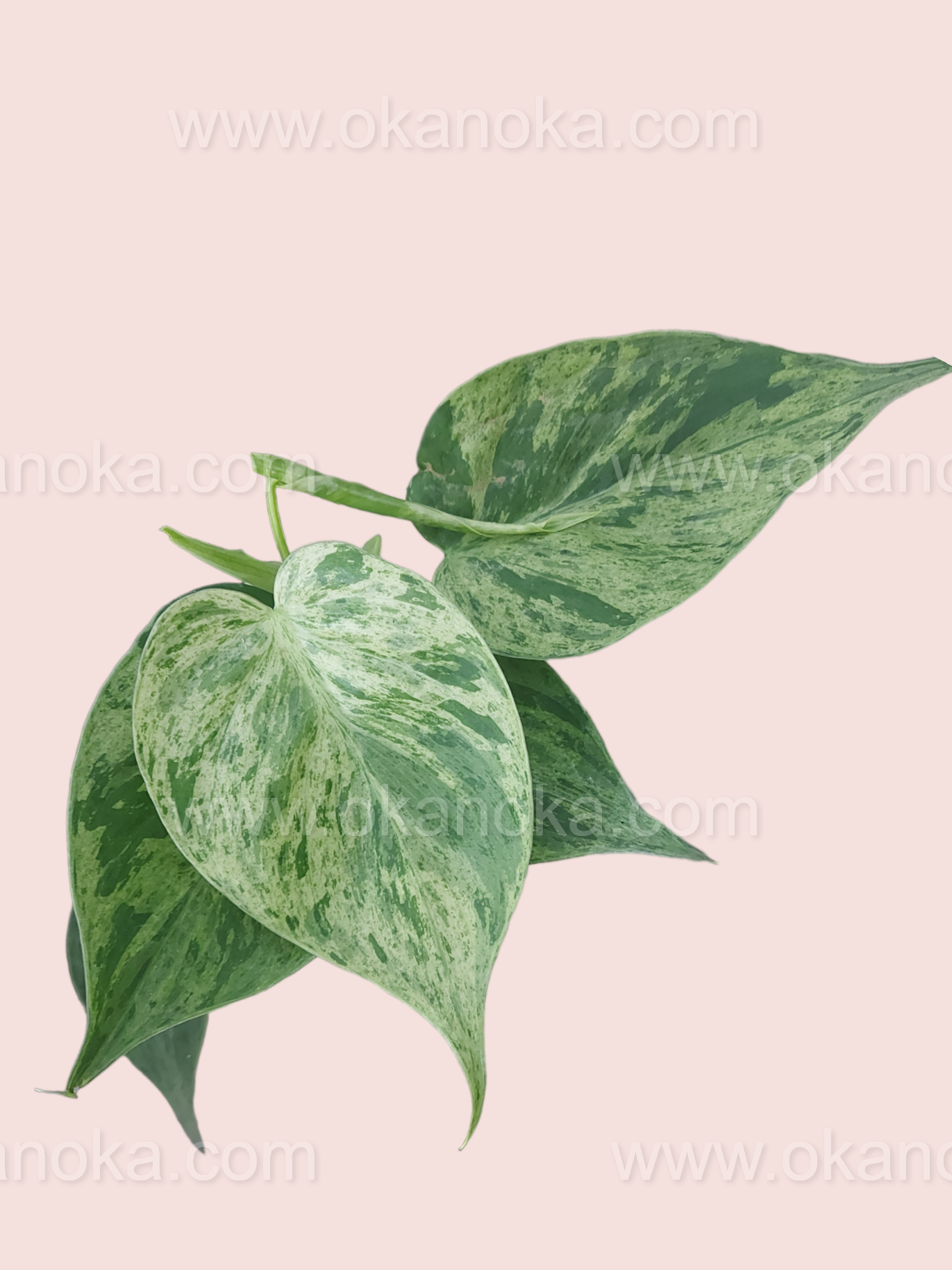 philodendron hederaceum var. hederaceum Philodendron Hederaceum Heartleaf Variegated – Okanoka