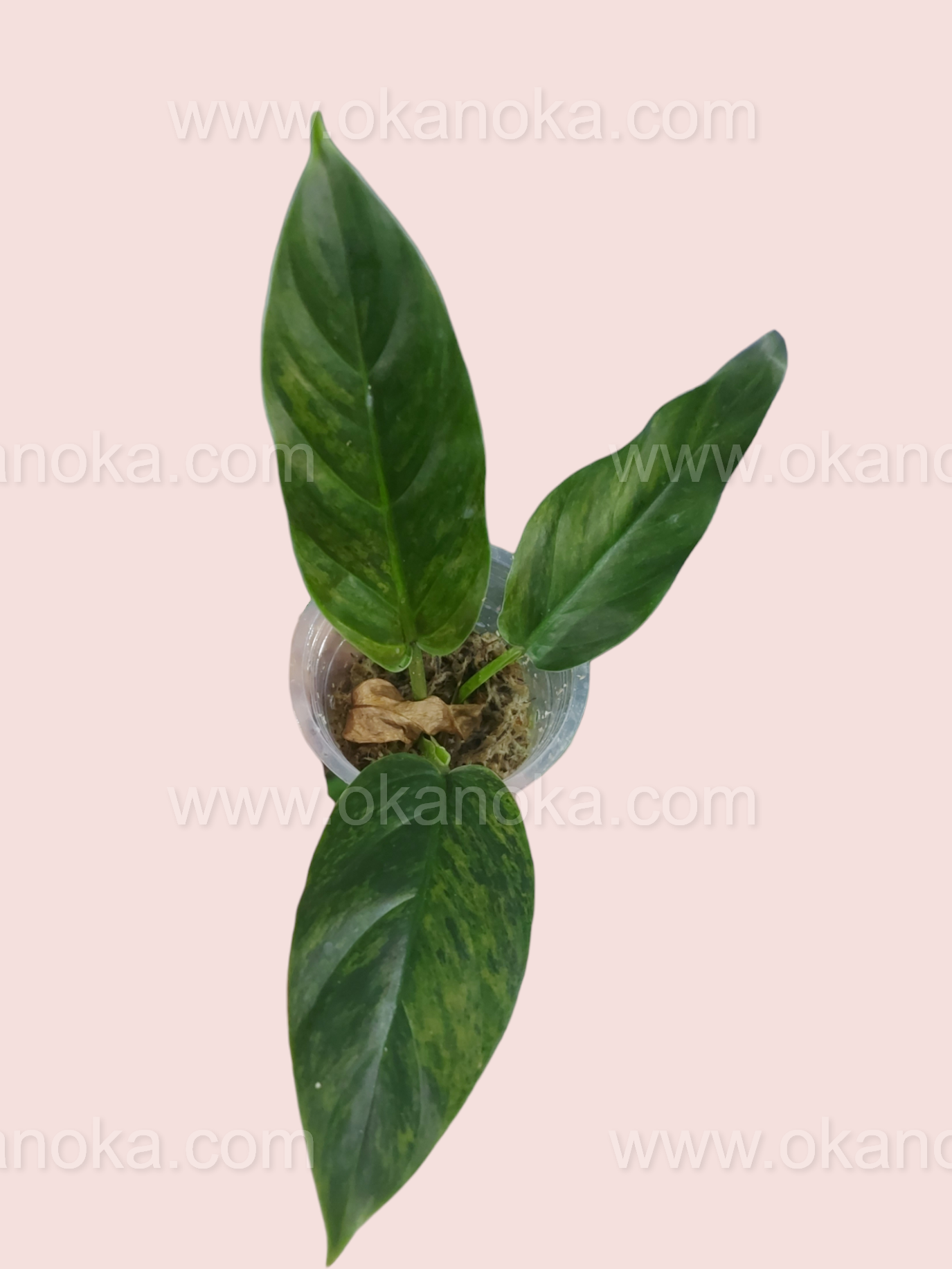 Philodendron Subhastatum Variegated Small Size