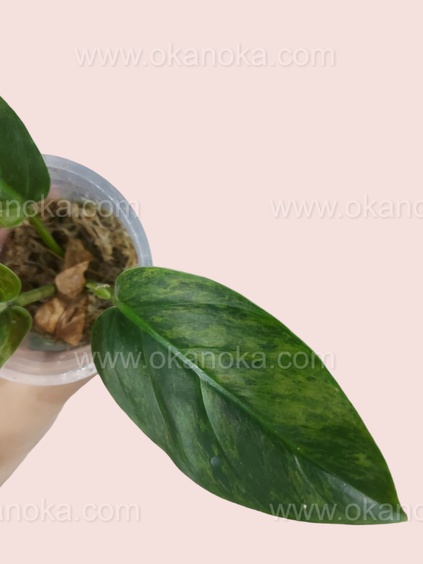 Philodendron Subhastatum Variegated Small Size