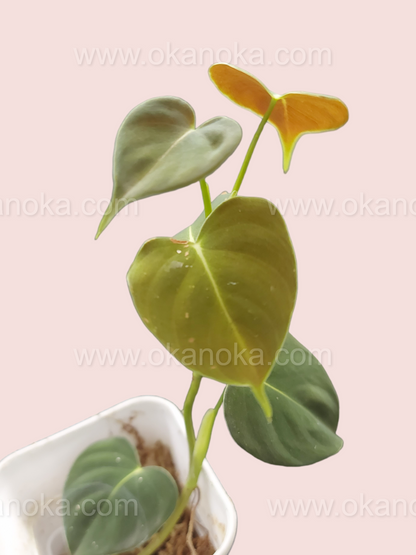 Philodendron Lupinum