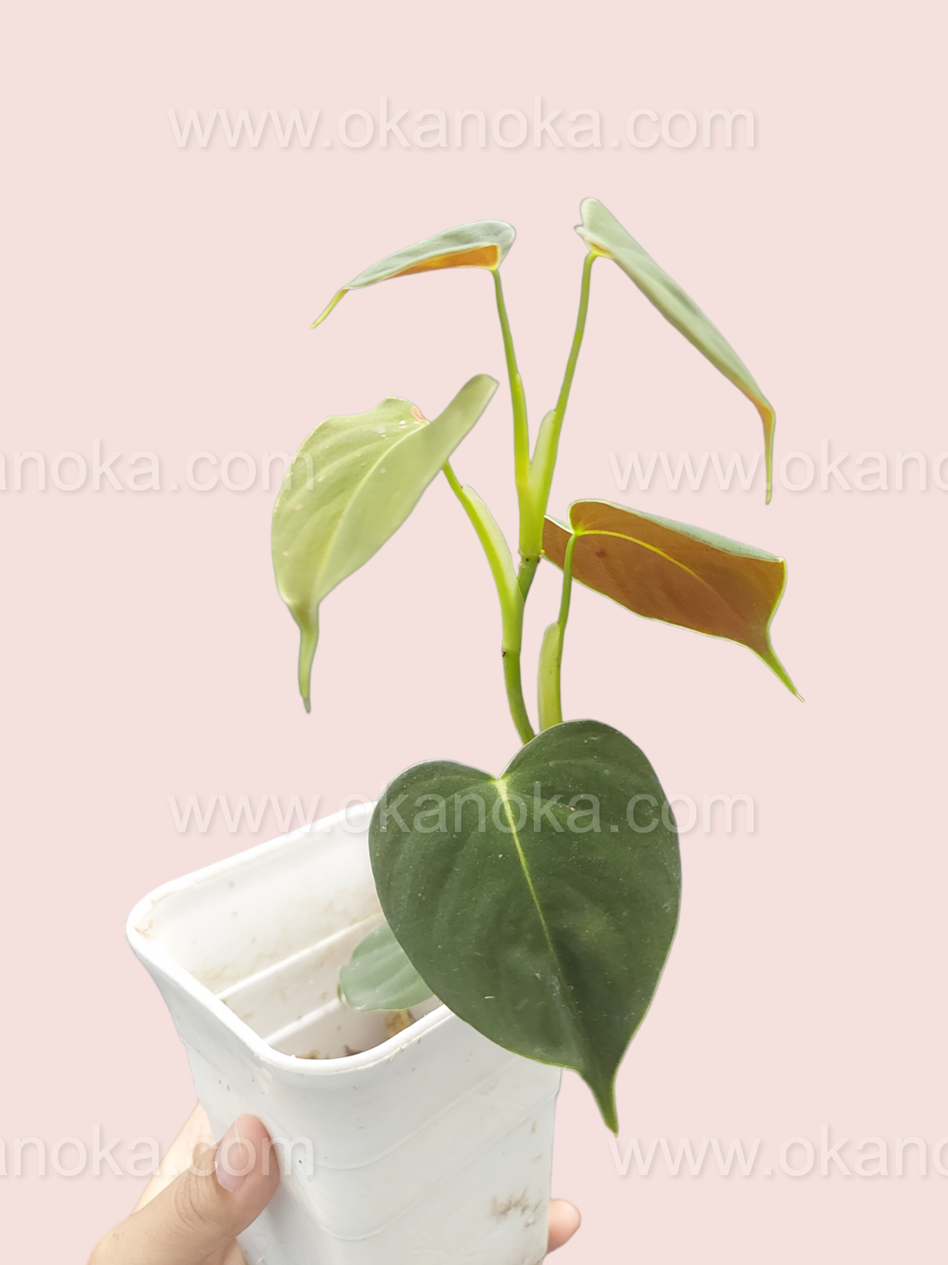 philodendron cf lupinum Philodendron Lupinum – Okanoka
