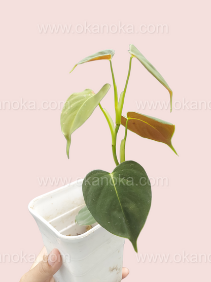 Philodendron Lupinum