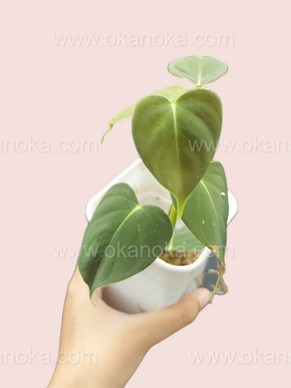 Philodendron Lupinum