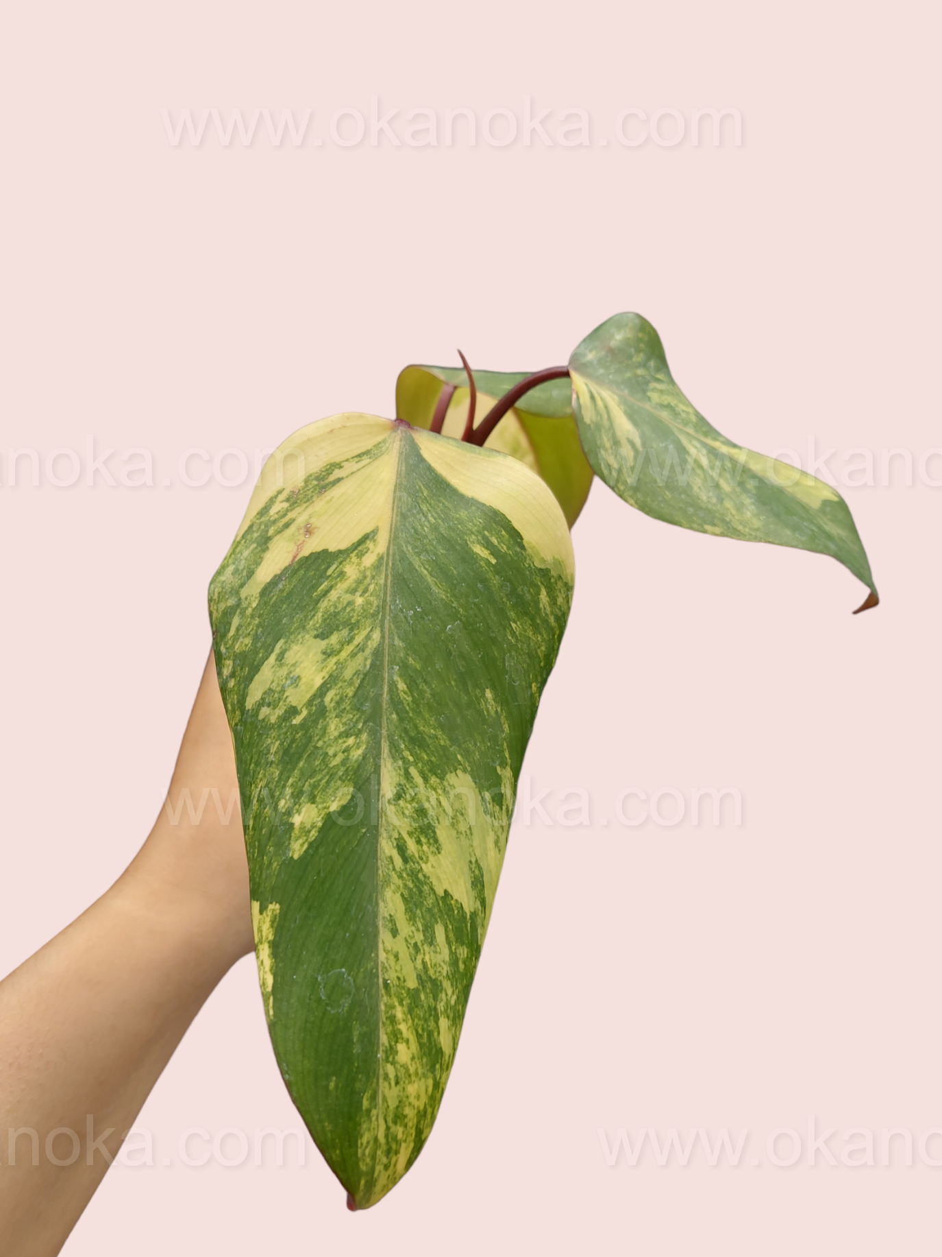 strawberry shake philodendron price philippines Philodendron Strawberry Shake – Okanoka