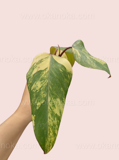 Philodendron Strawberry Shake