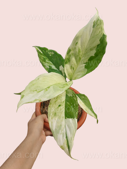 aglaonema modestum odrzavanje Aglaonema Modestum Variegated