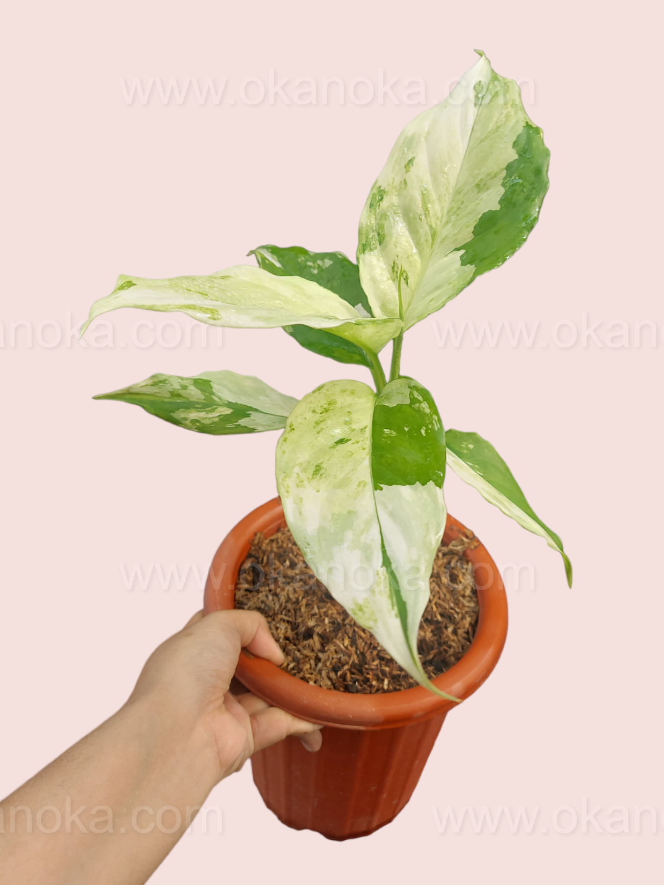 variegated aglaonema modestum Aglaonema Modestum Variegated – Okanoka