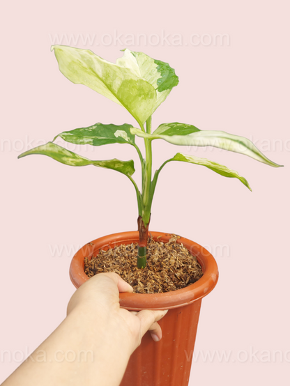 aglaonema modestum schott ex engl Aglaonema Modestum Variegated – Okanoka