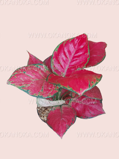 aglaonema dud anjamani Aglaonema Dud Anyamanee