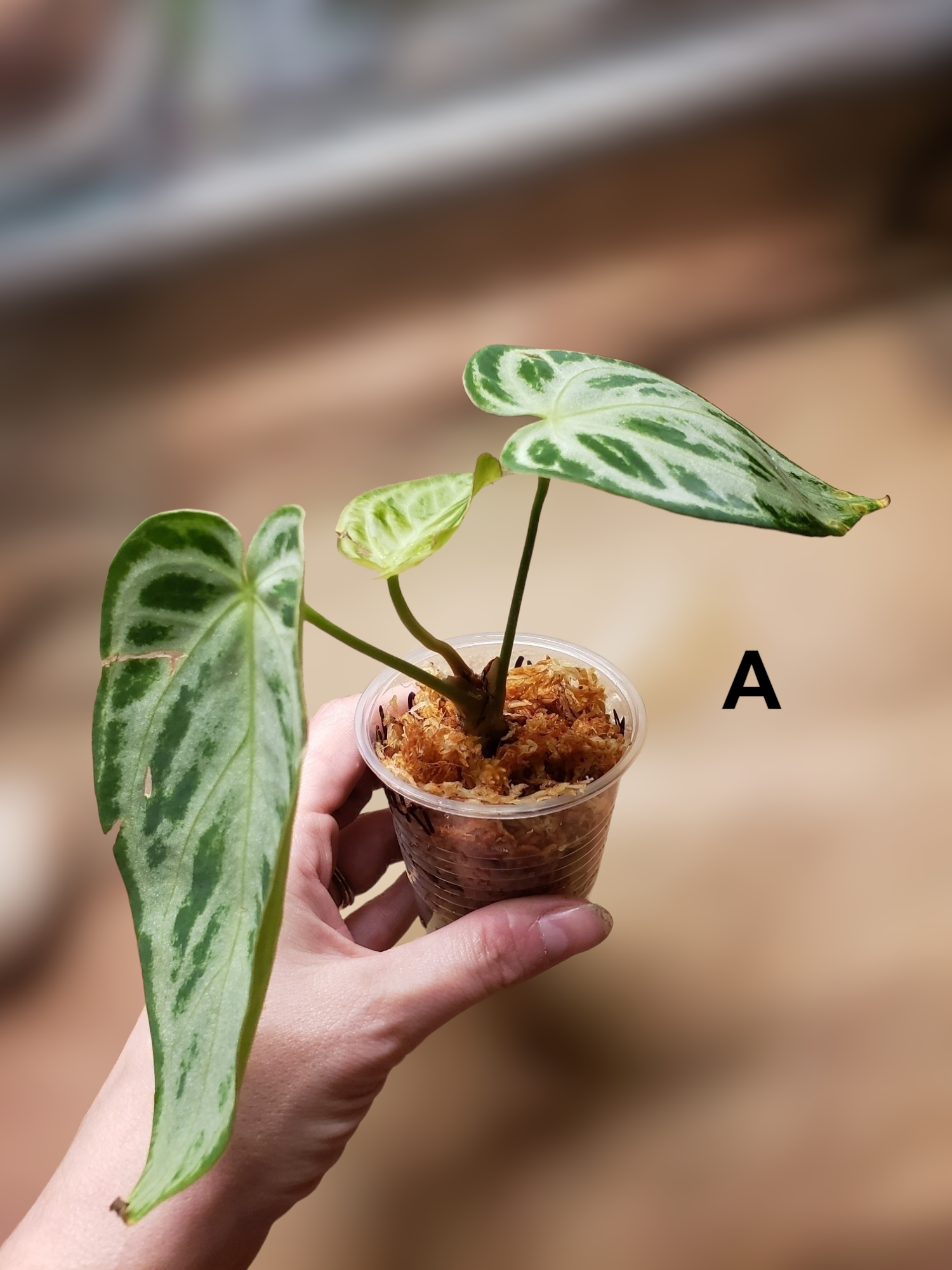 anthurium dorayaki for sale US SELLER