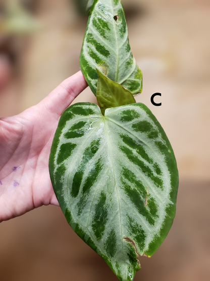 Anthurium Dorayaki