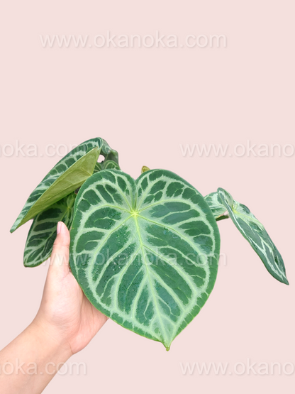 Side angle of Anthurium Dorayaki Large emphasizing the large size and glossy leaves.