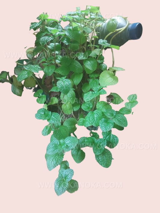 Pilea Nummulariifolia cascading over a hanging planter with lush foliage.