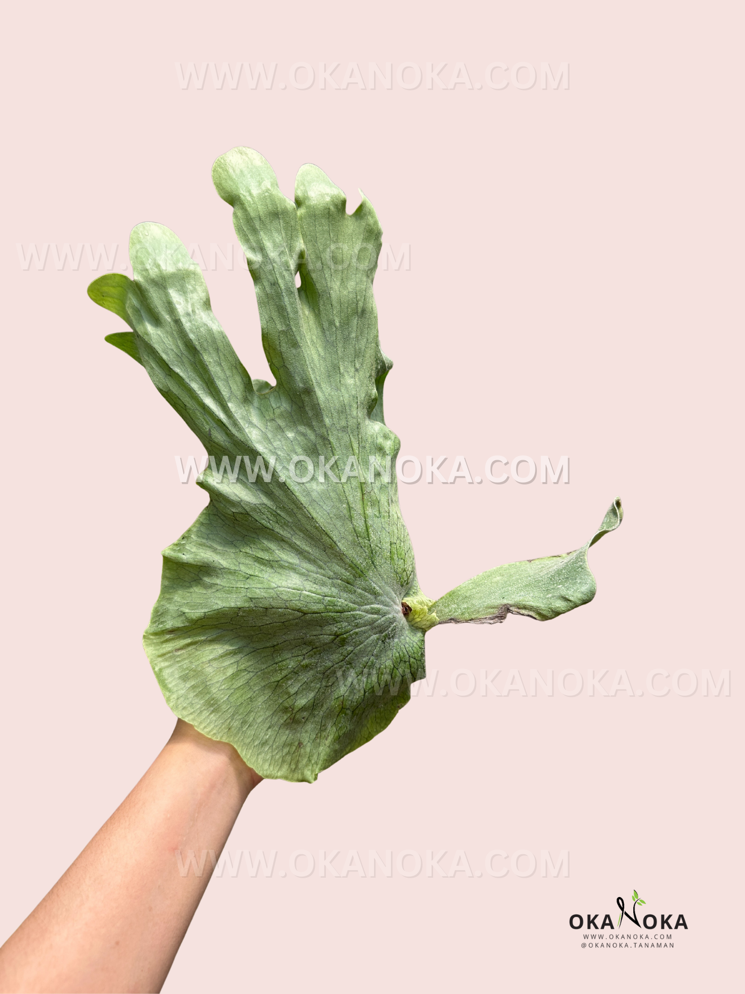 Top view of Platycerium Wandae displaying layered fronds in rich green hues.
