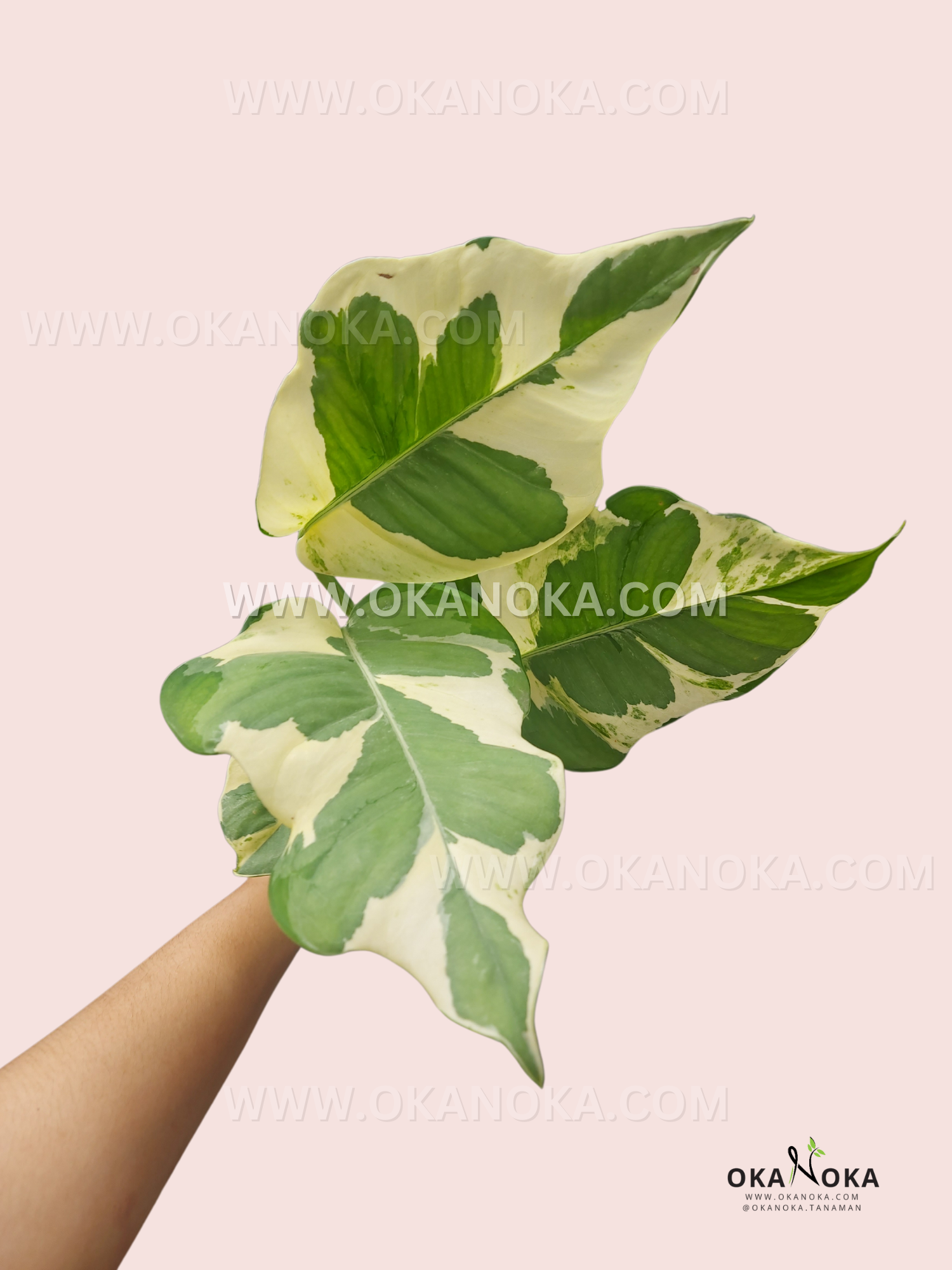 giant njoy pothos RARE Njoy pothos LARGE
